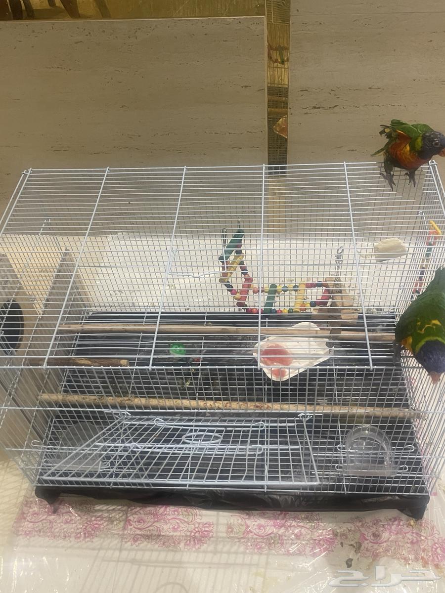 زوج طير اللوري64530473084674113