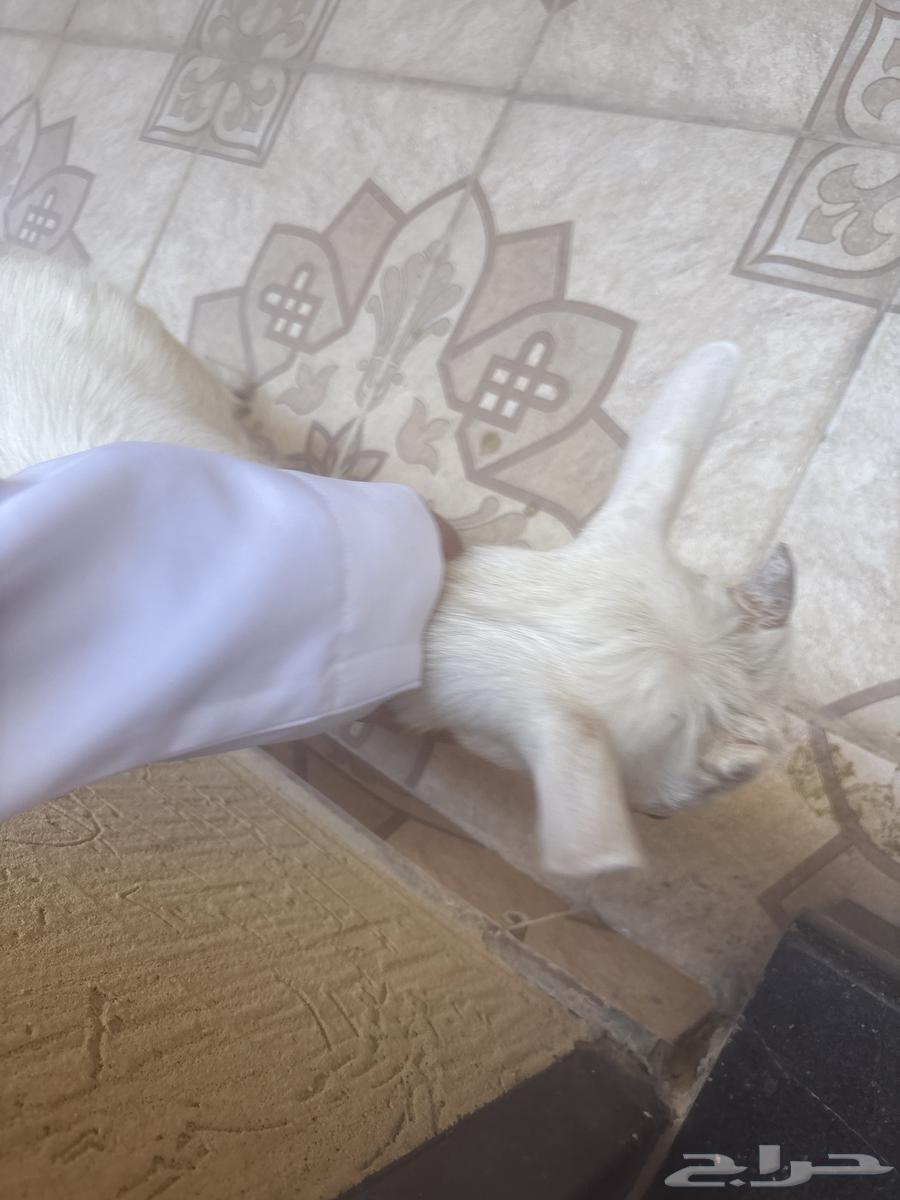 ماعز قزم للبيع 6شهور الحد الادني 200064530261874435112