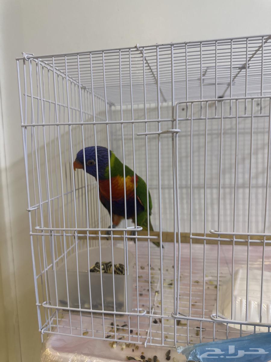 لوري للبيع64533761842946110