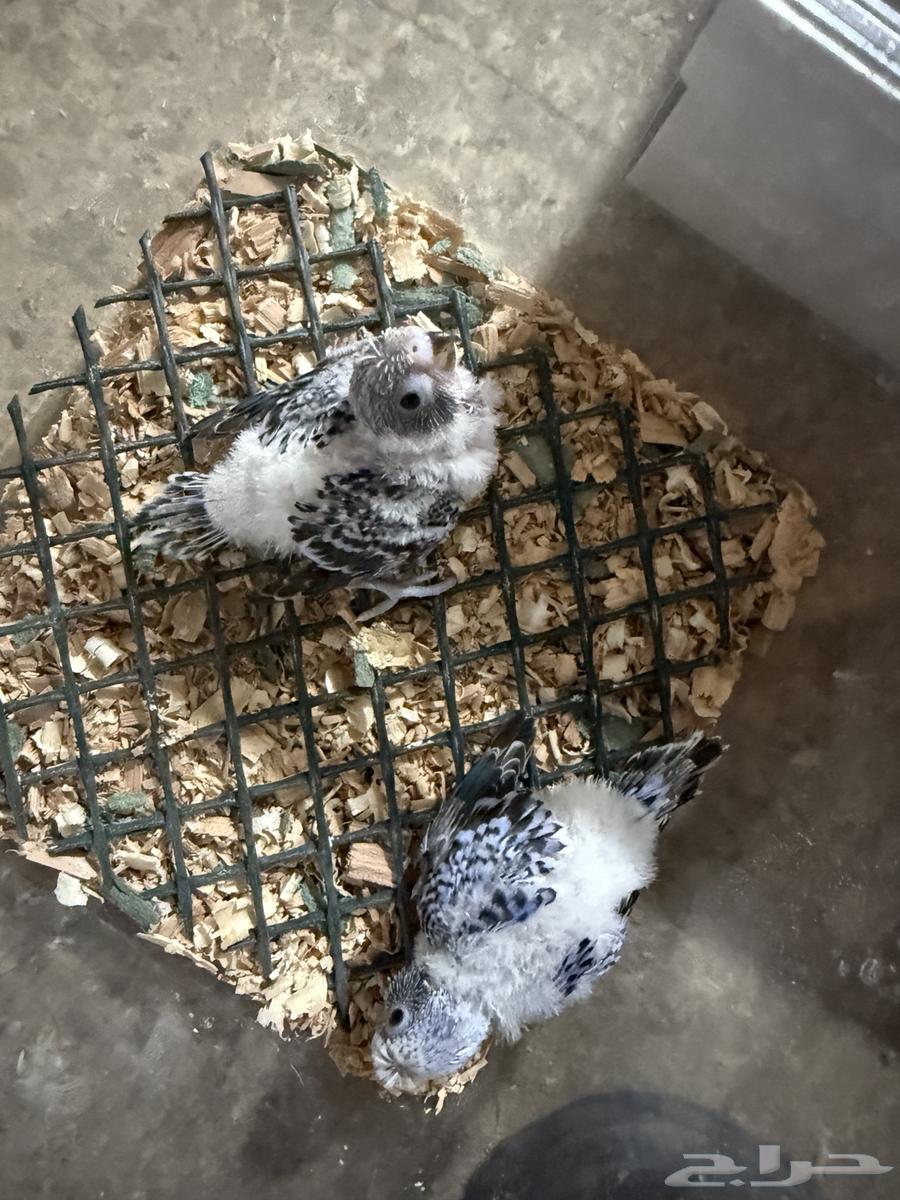 Faroukh Badji.. National Day Offer.. Today Only64531266974851112