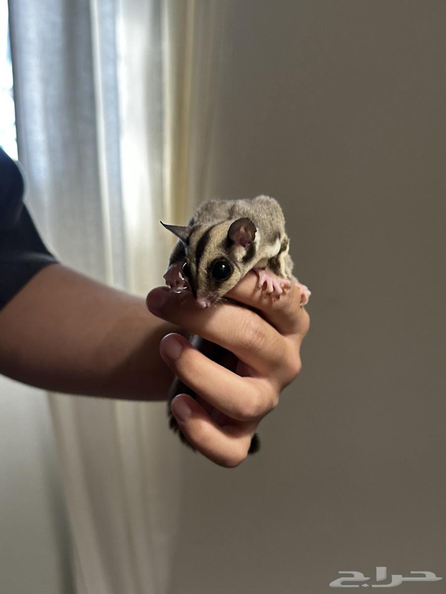 شوقر قلايدر اليف64530997216259110