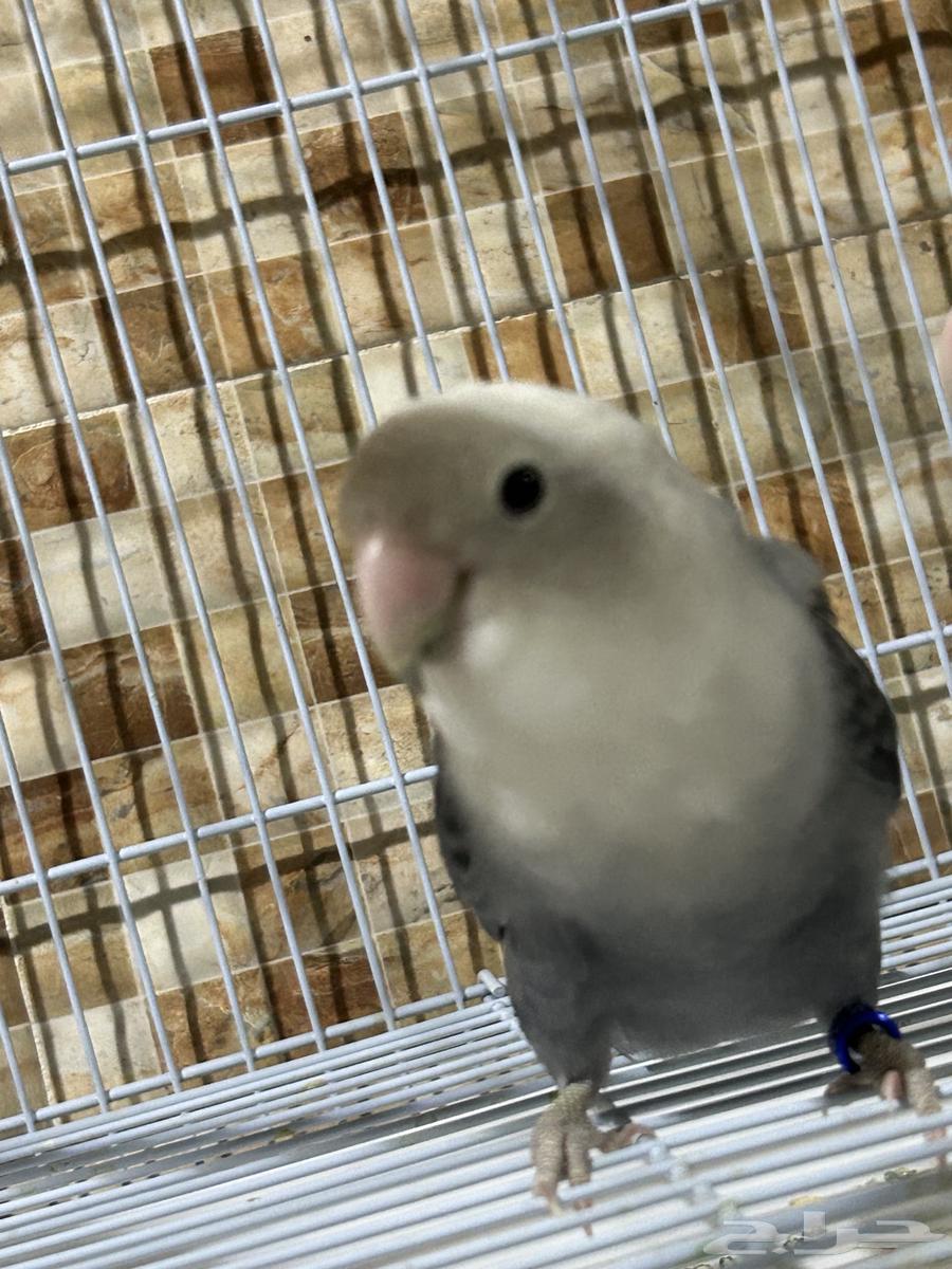 روز للبيع او البدل بأنثى64532198563201111