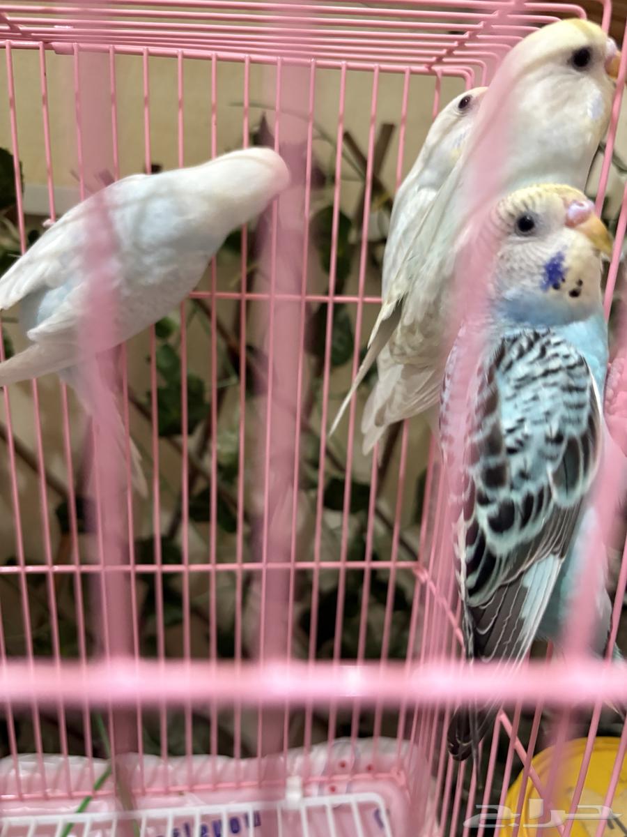 طيور البادجي للبيع64534663155203112