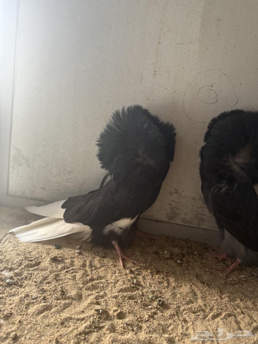 طبات فرايد حوامل رديوس64533291597827111