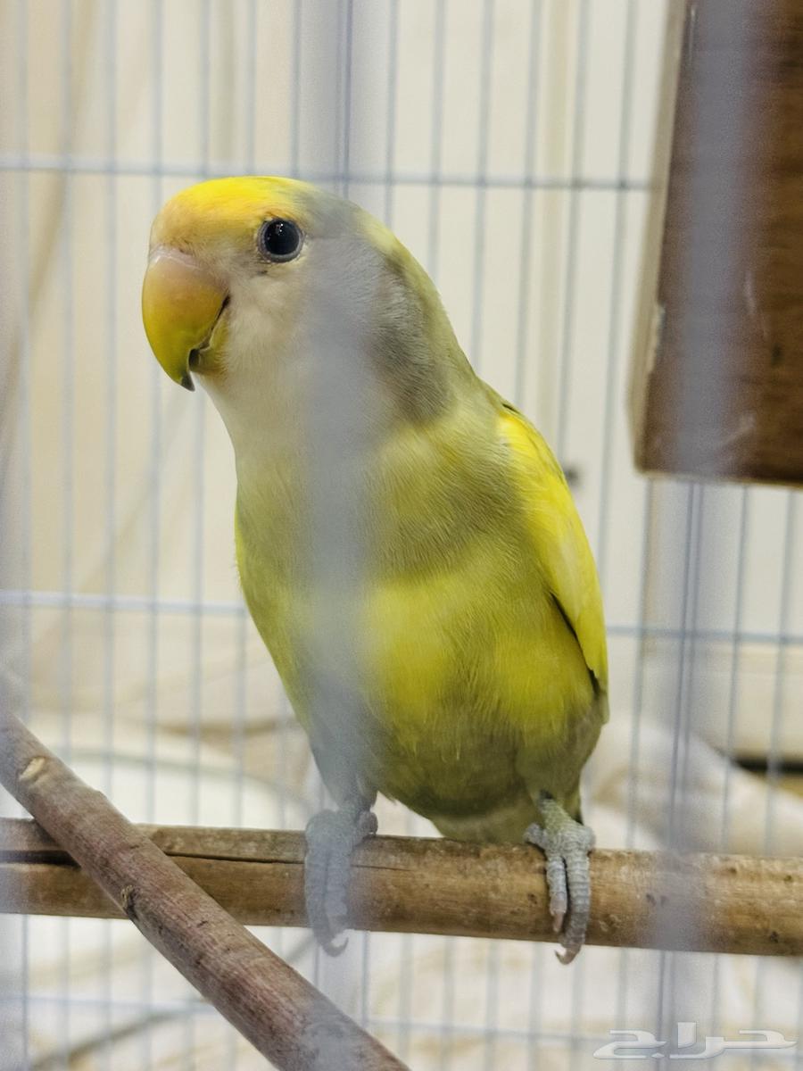 للبيع جوز عصافير روز64531280811394113