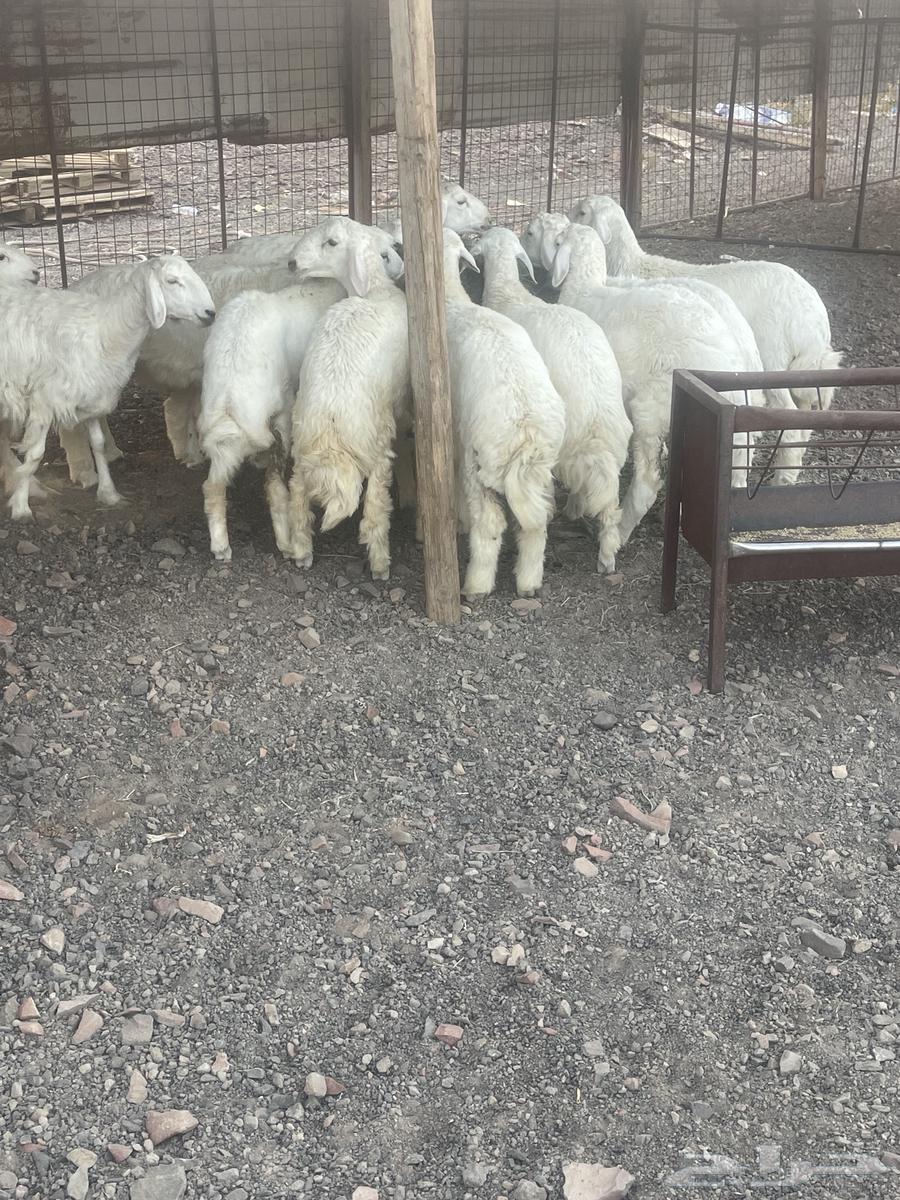 طليان حرية نظيفة على الشرط64534028870786112