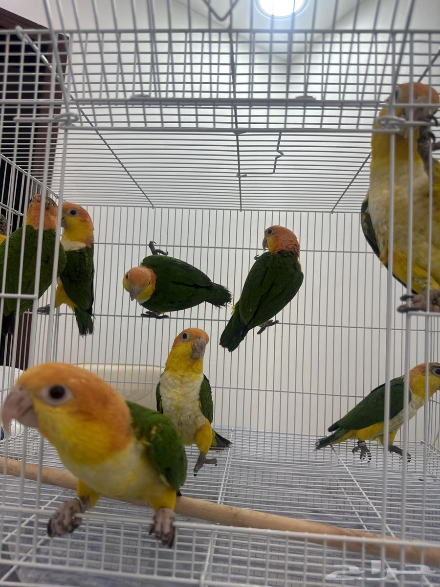 افروخ كايك وايت بلي64530897019139110