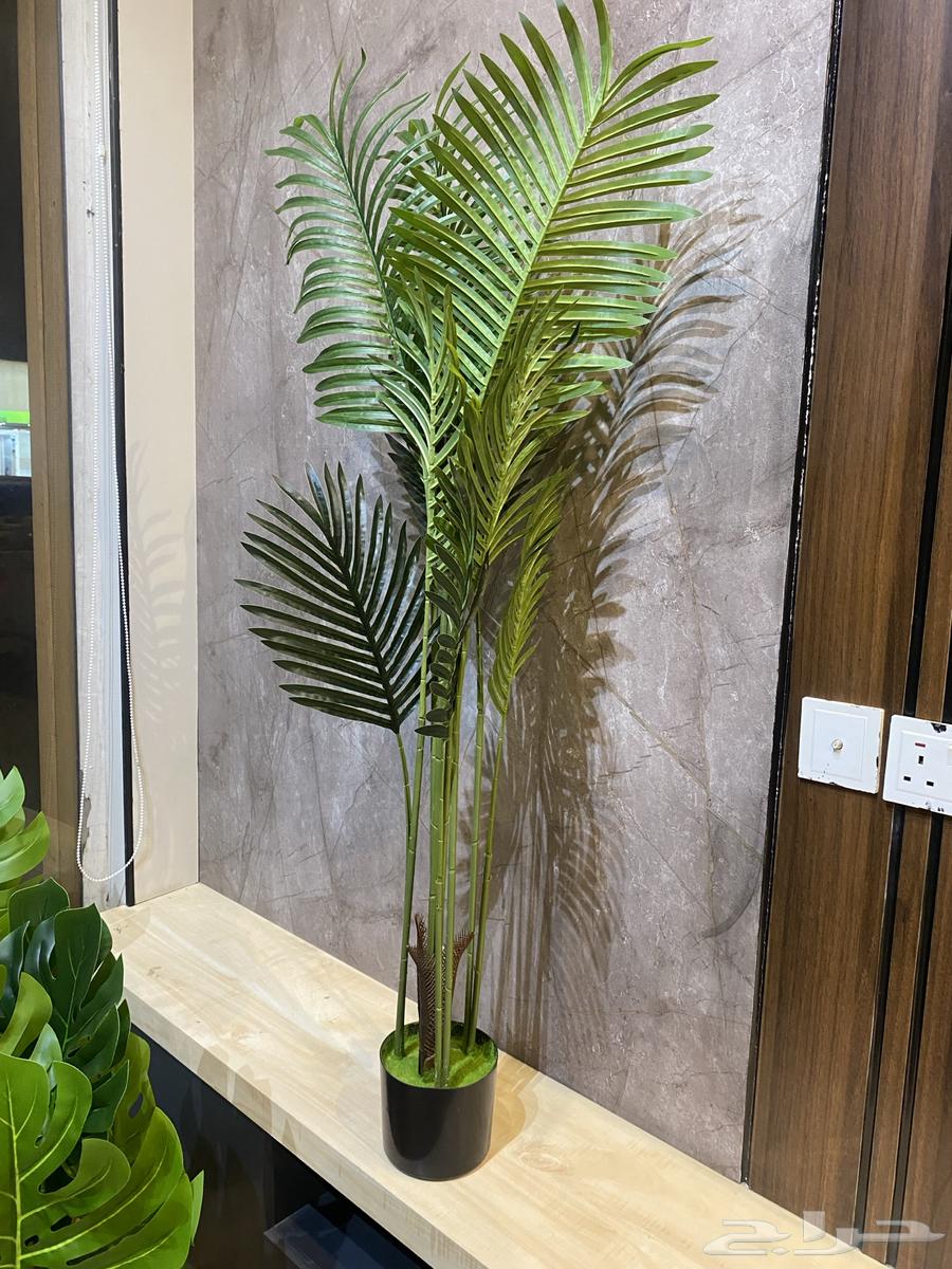 أشجار عرض اليوم الوطني 9564534113470467113