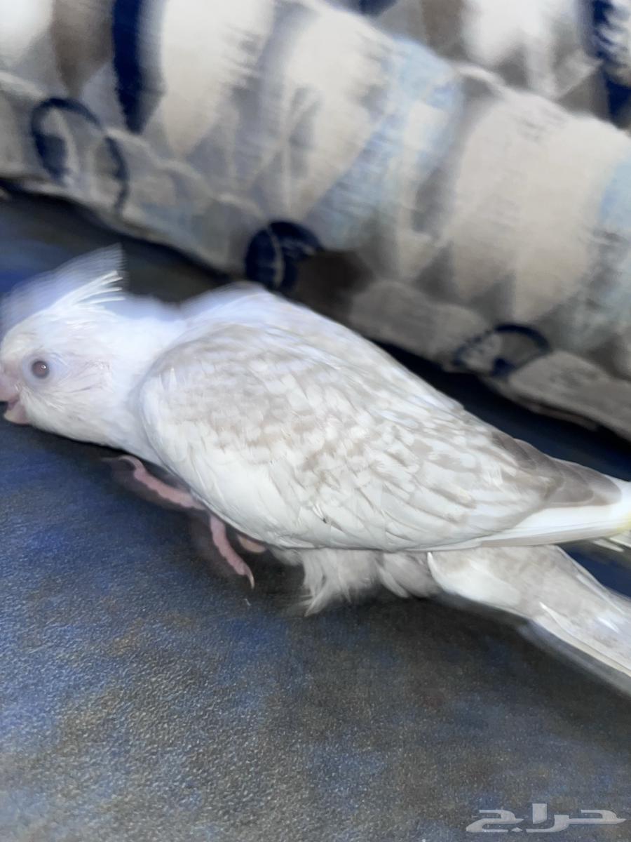 Crowan64531929842819113