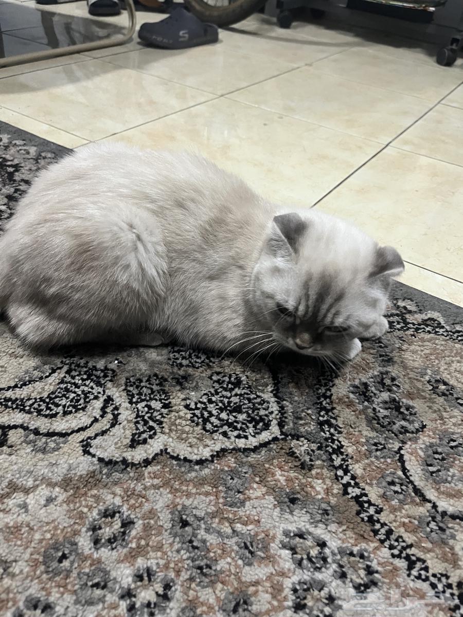 Scottish Fold Kitten64528725067137112