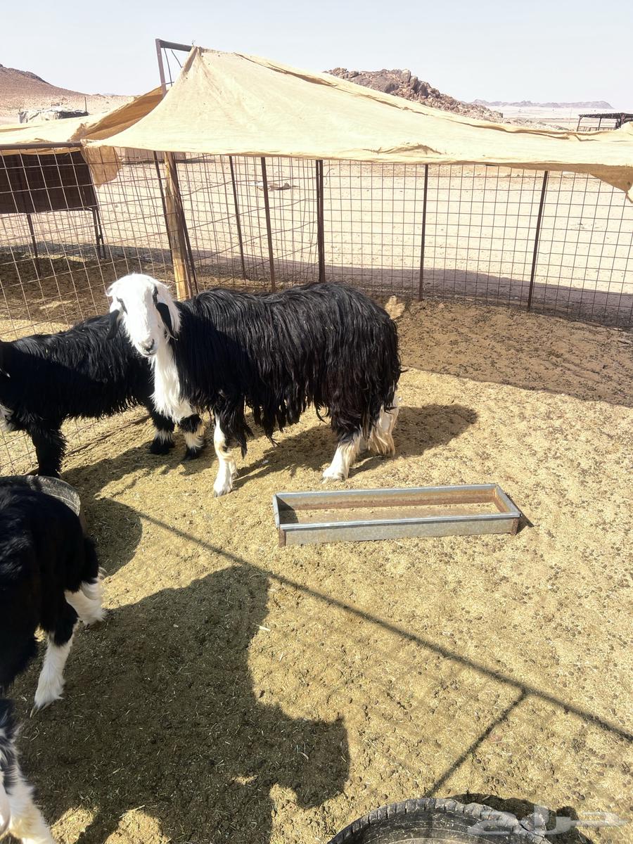 خروف فحل نجدي64534761578753110