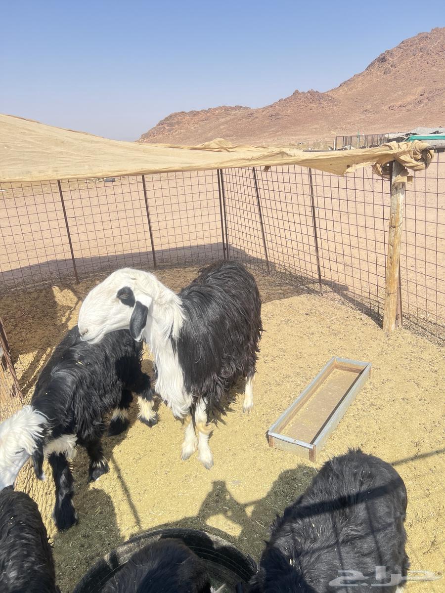 خروف فحل نجدي64534761578753111