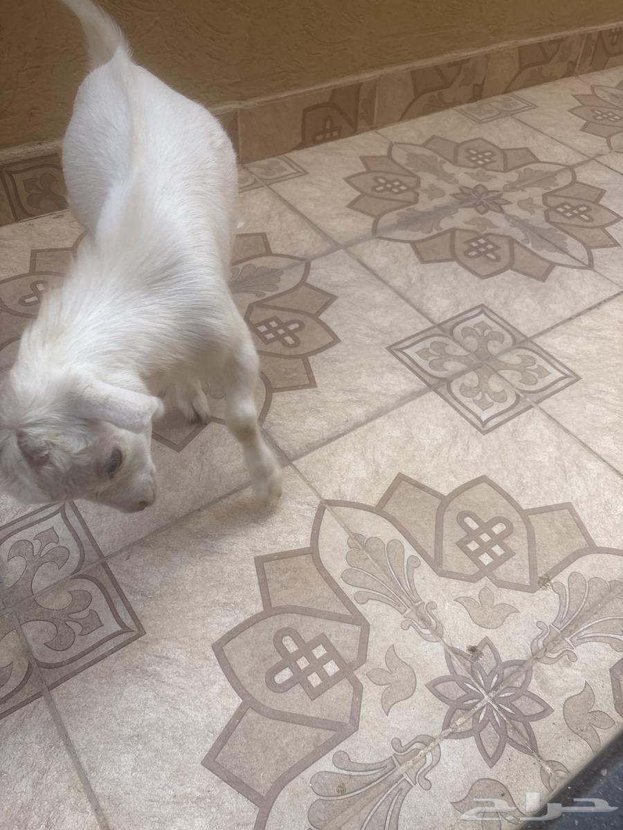 ماعز قزم للبيع 6شهور الحد الادني 200064530261874435110