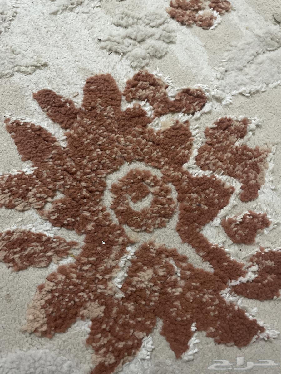 كنيور -أليف- ( تم البيع)64514997272705110