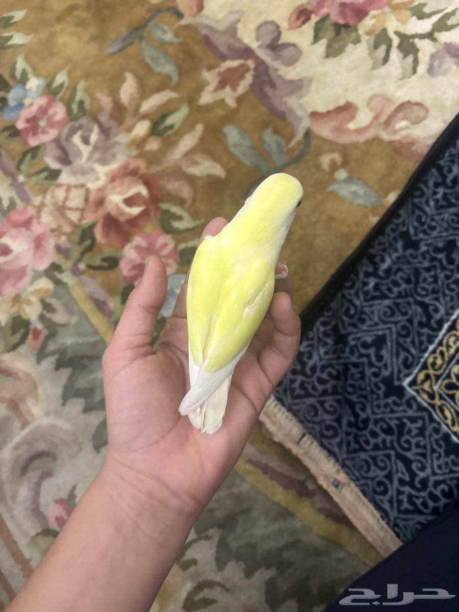 فرخ روز لاتينو تم البيييع64534227717251111