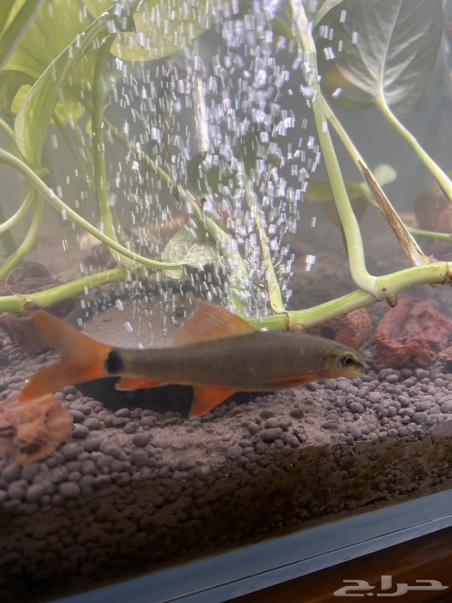 سمك قرش رينو فيش بصحة ممتازة للبيع عدد اثنين64533119010306112