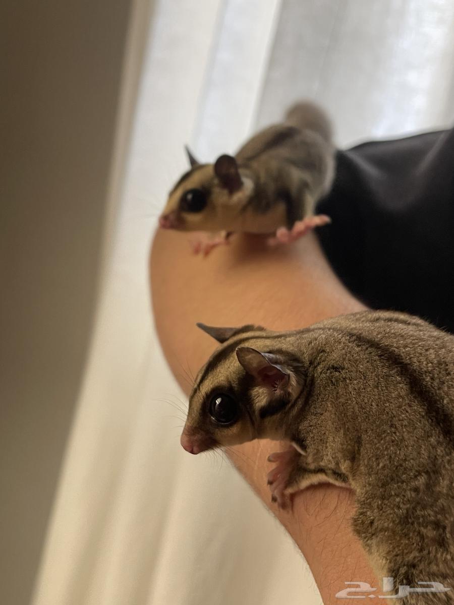 شوقر قلايدر اليف64530997216259112