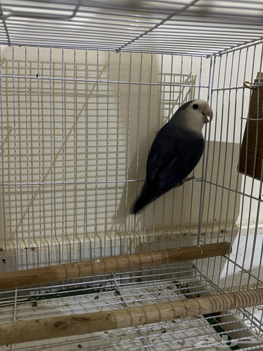 Bird of the day64533563925377112