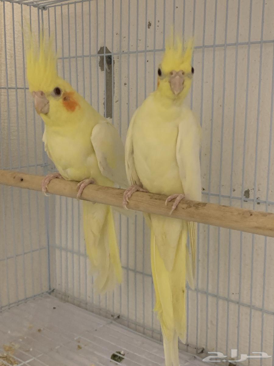 زوج كروان للبيع او للبدل المناسب64529798201857110