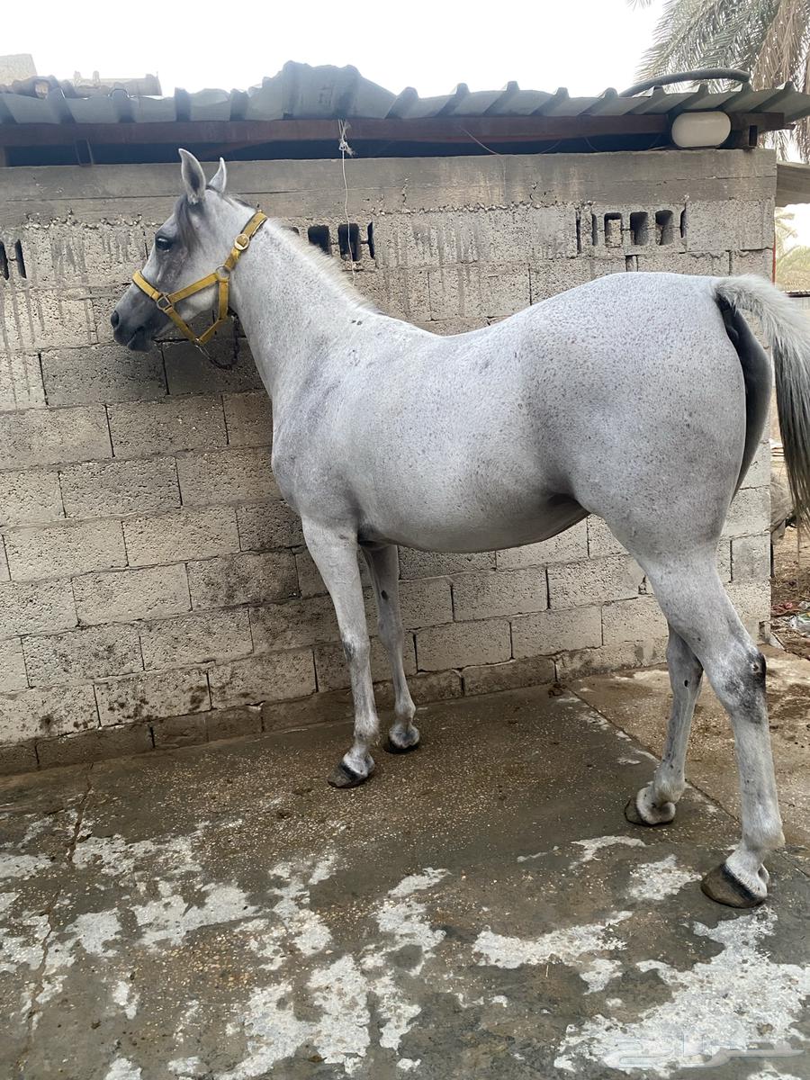 فرس عربية شعبية64532240863875111