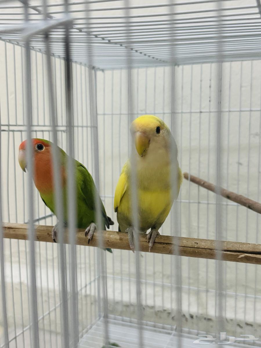 للبيع جوز عصافير روز64531280811394110