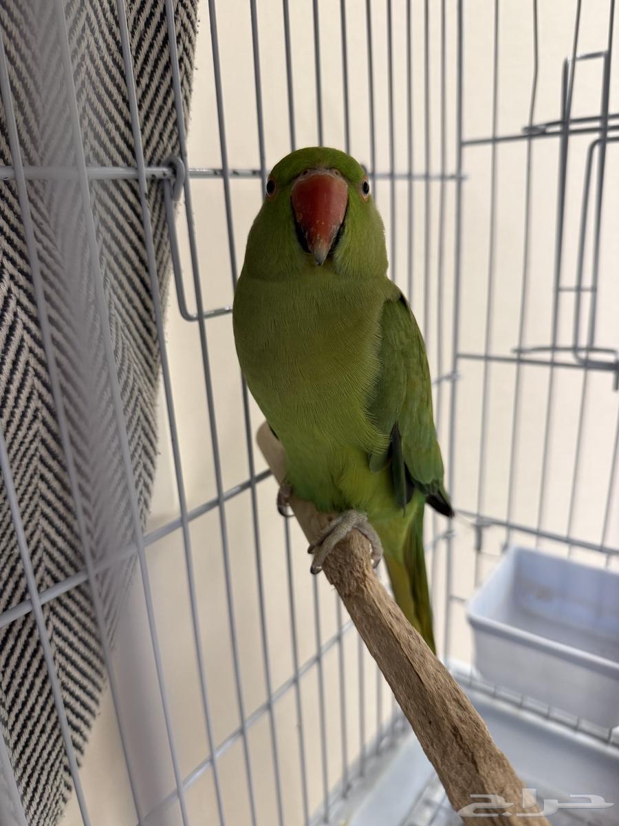 ببغاء دره وببغاء ابيض صغير بيع مستعجل (تم البيع)64533090527362110