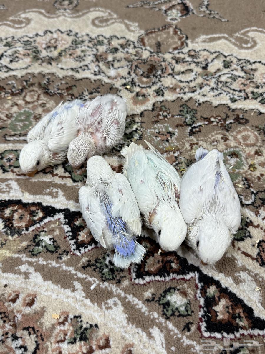 فروخ روز هولنديه ( تم البيع ) .64528695863937111