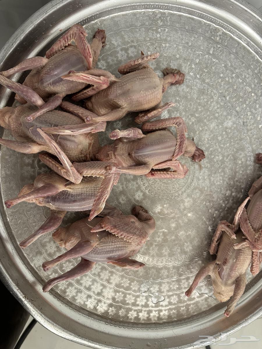 فروخ -زغاليل-بسابيس-فراخه-حمام فرنسي64533536009345112