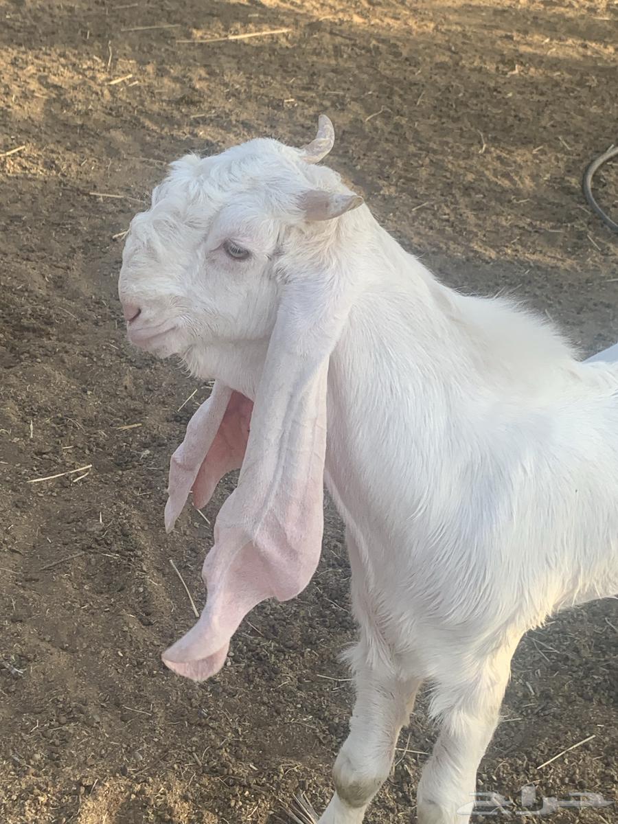 تيس ابيض مشروع فحل64531759584258110