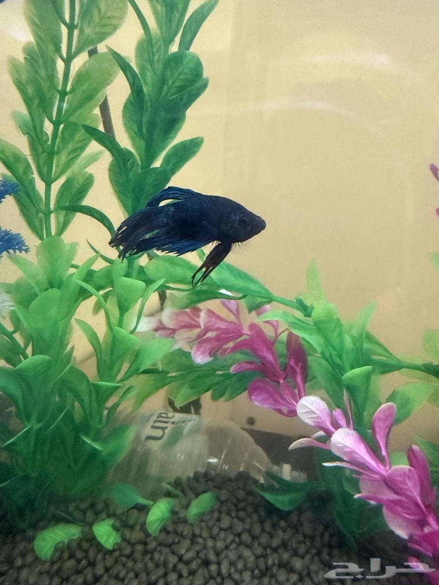 فايتر ذكر وانثى مع حوض كبير64534663263105112