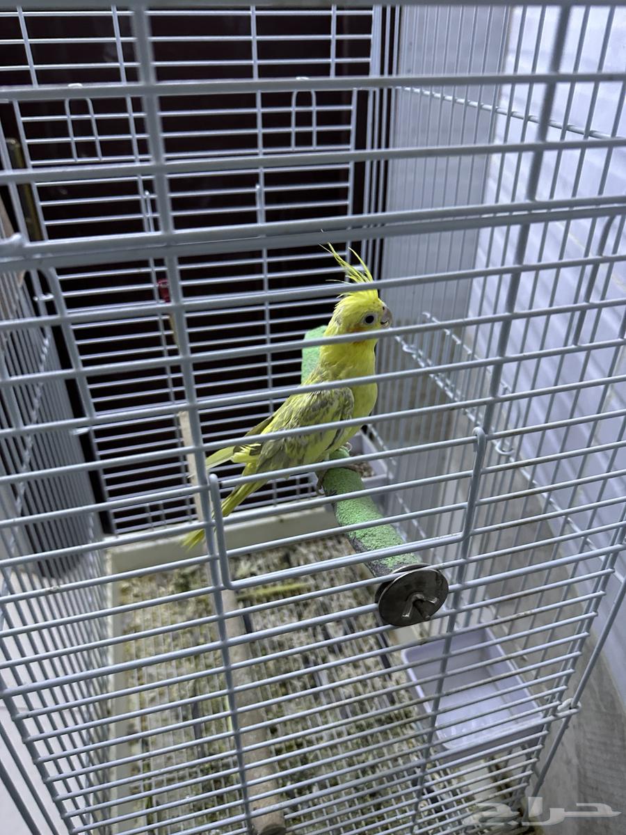 كروان وباجي للبيع64534155915778112