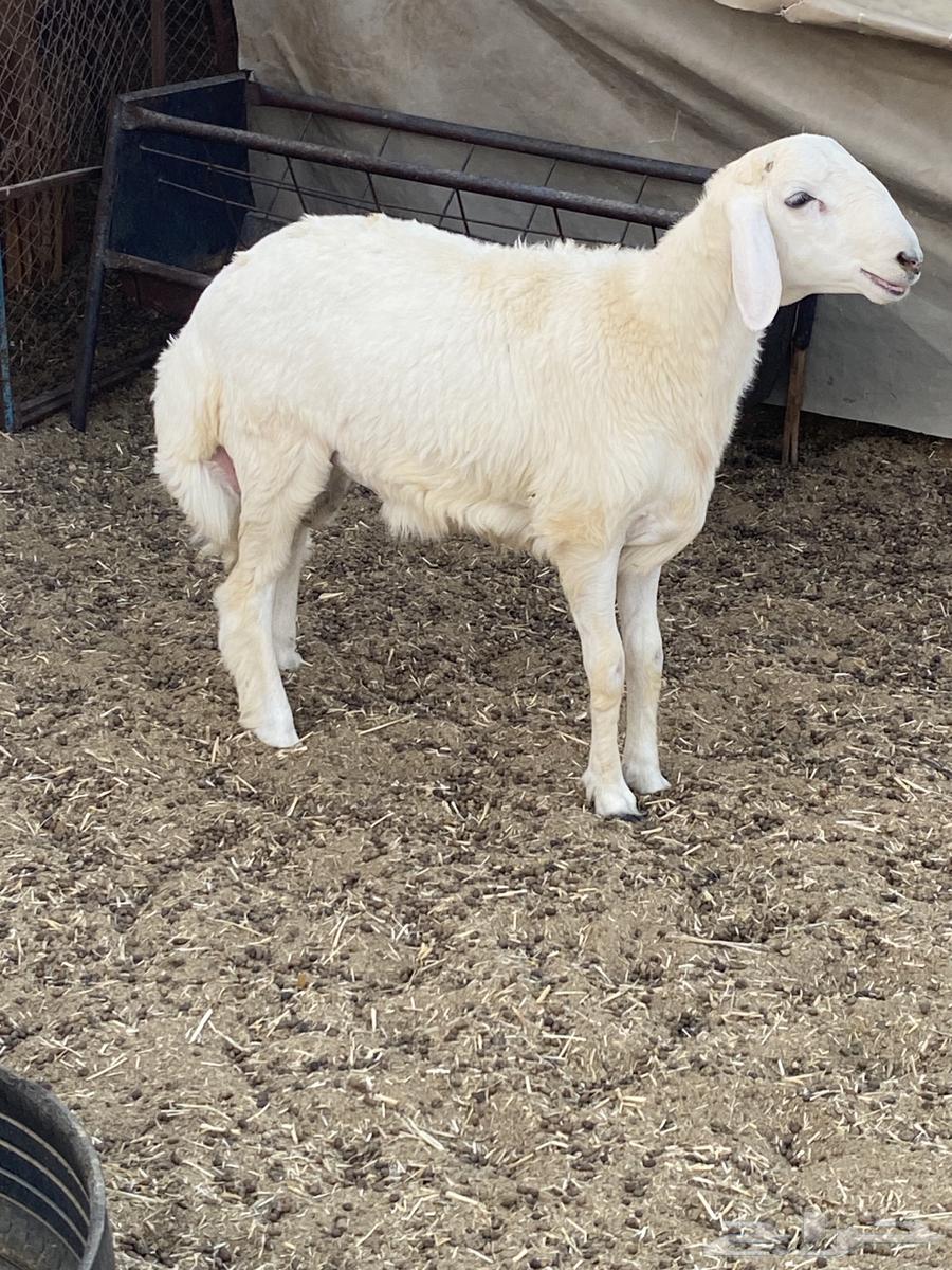 طلي حري تبريكه جبر ونظيف64528593754114111