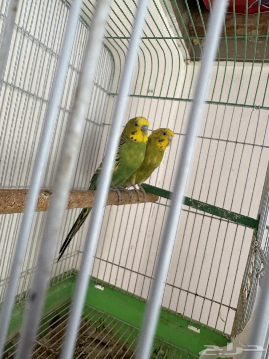 Pair of Budgies64531491139329110