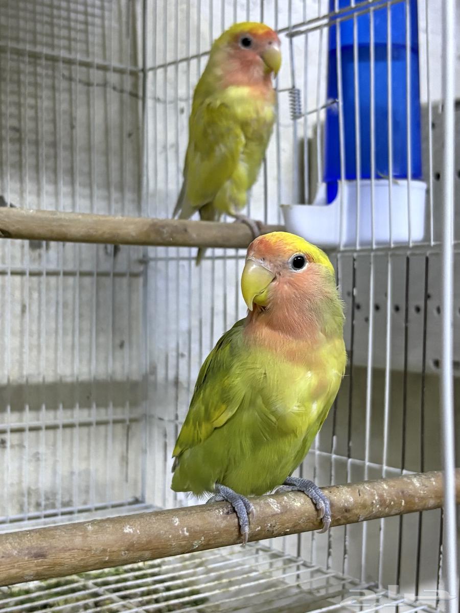 طيور روز اخوان64533648574721112