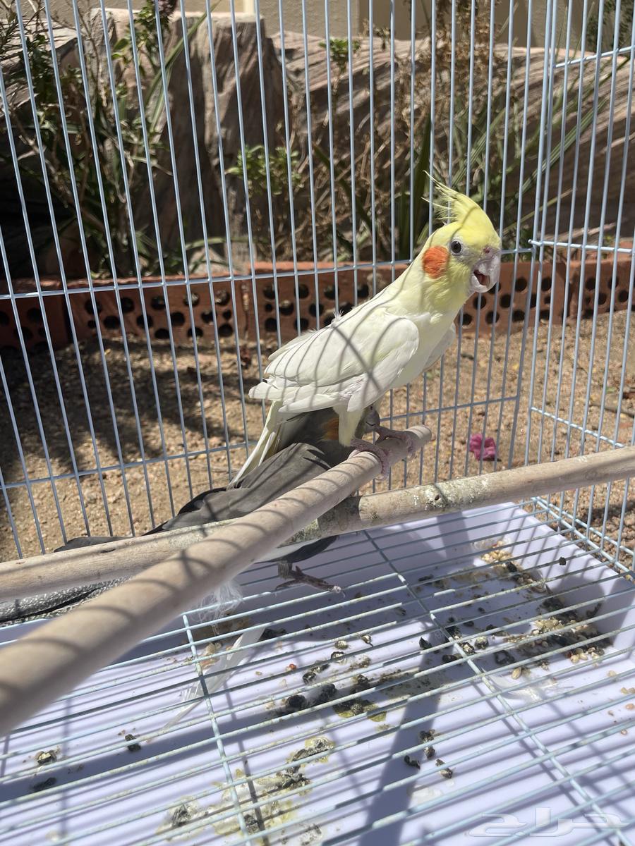 كوكتيل كروان انثى وذكر للبيع64529476349569112