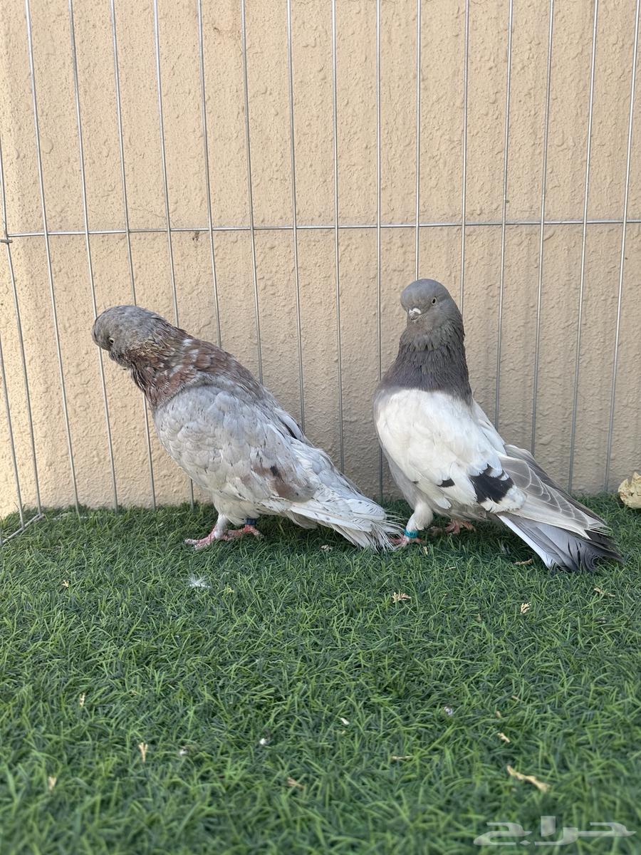 جوز لونق فيس كلين64529769801089111