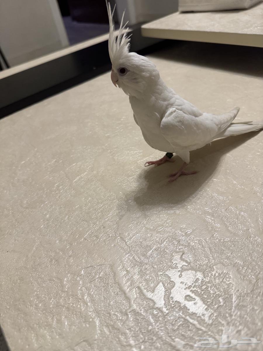 كروان البينو عيون حمر64534170077314111