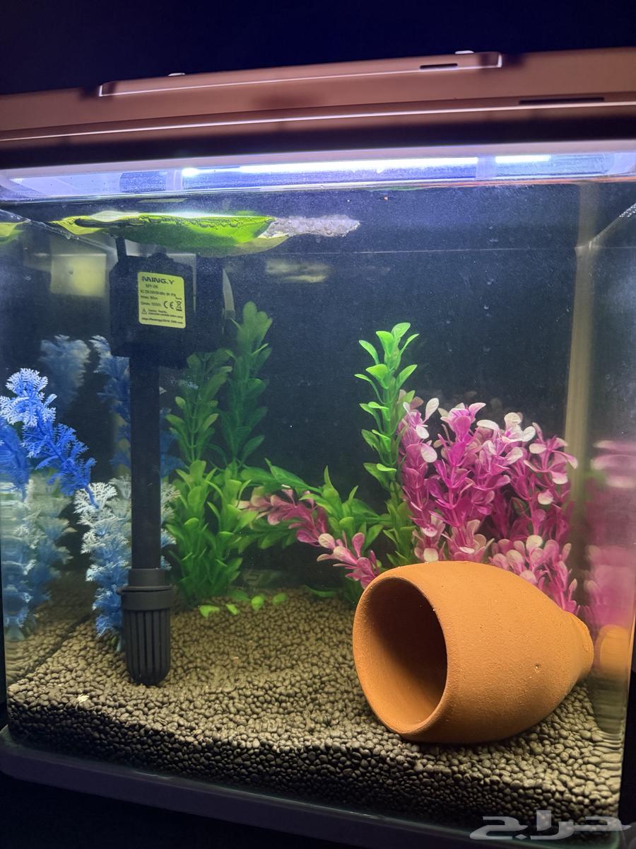 فايتر ذكر وانثى مع حوض كبير64534663263105110