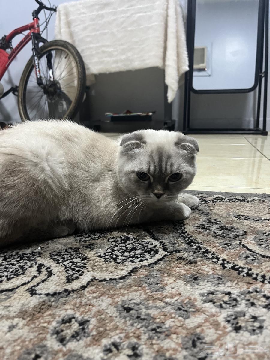 Scottish Fold Kitten64528725067137111