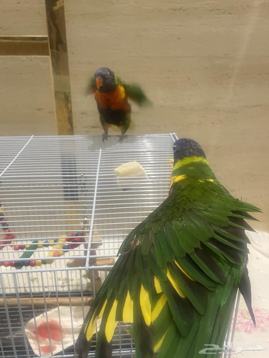 زوج طير اللوري64530473084674110