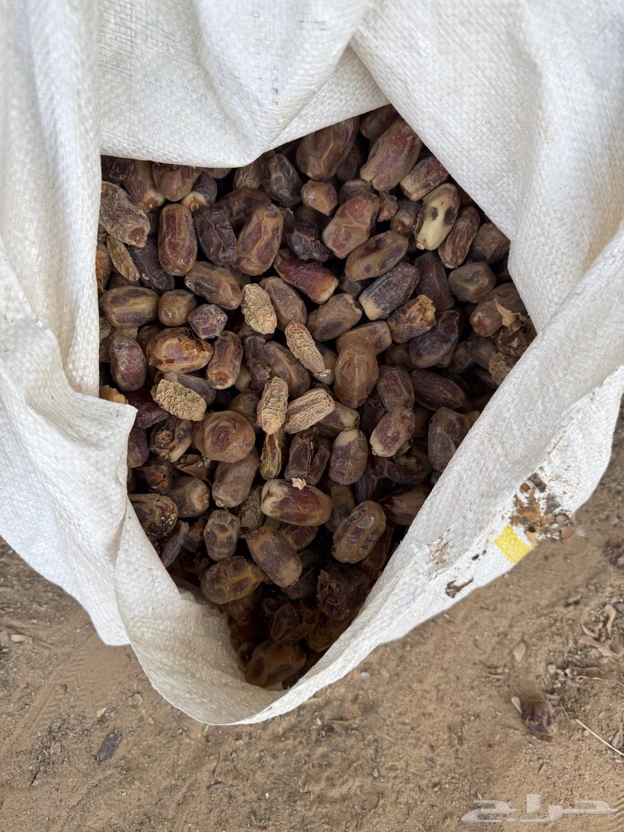 Tamr Nafee64531944238850111