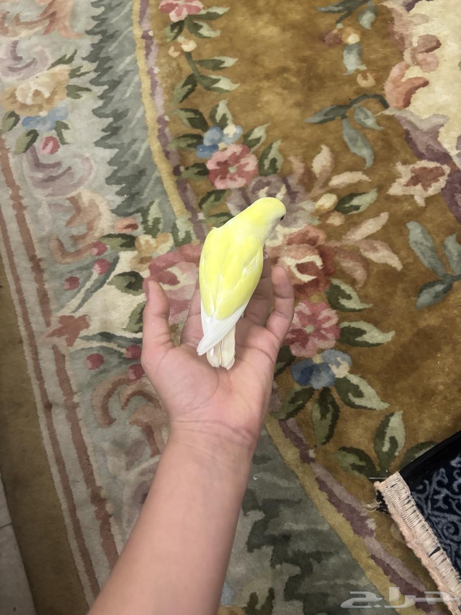 فرخ روز لاتينو تم البيييع64534227717251113