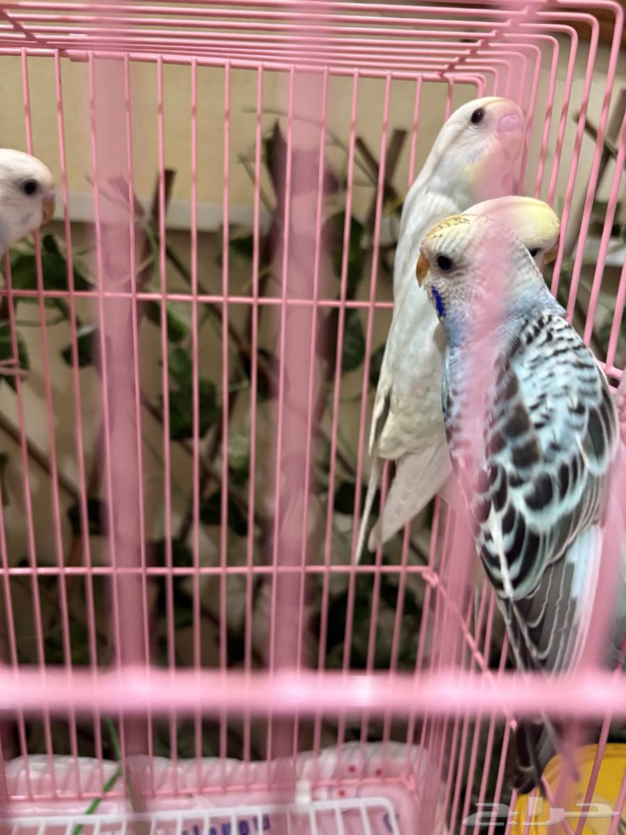 طيور البادجي للبيع64534663155203110