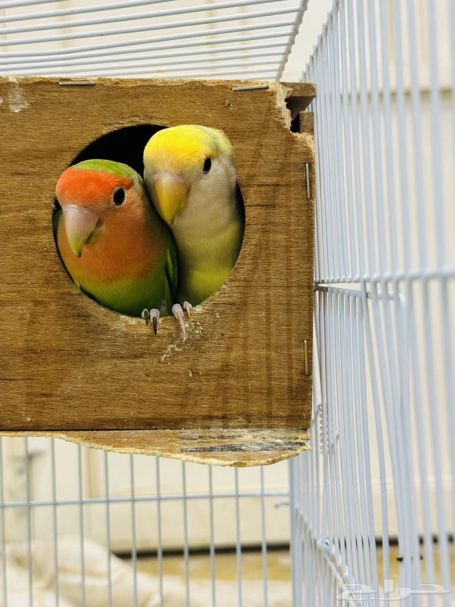 للبيع جوز عصافير روز64531280811394112