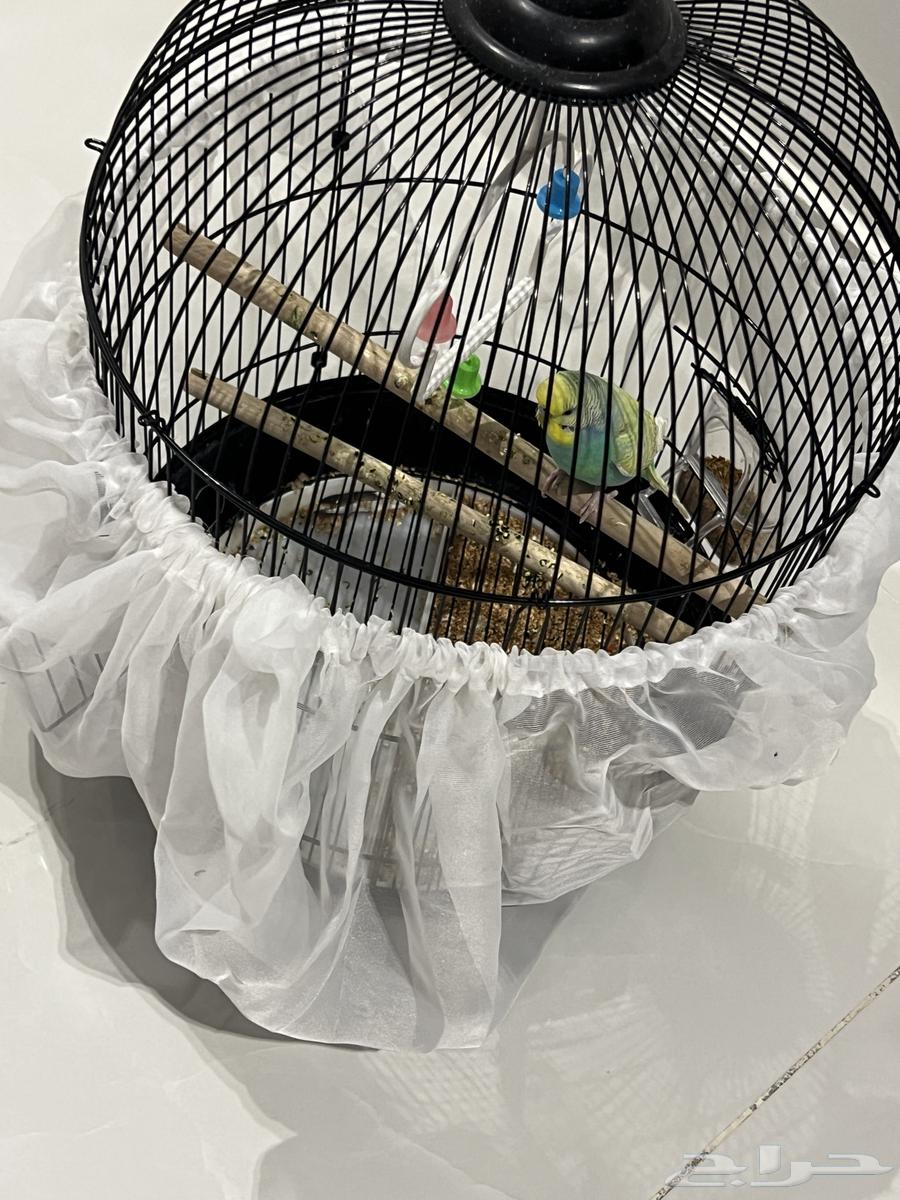 طير زينه ذكر فقط مع القفص64528907403778112