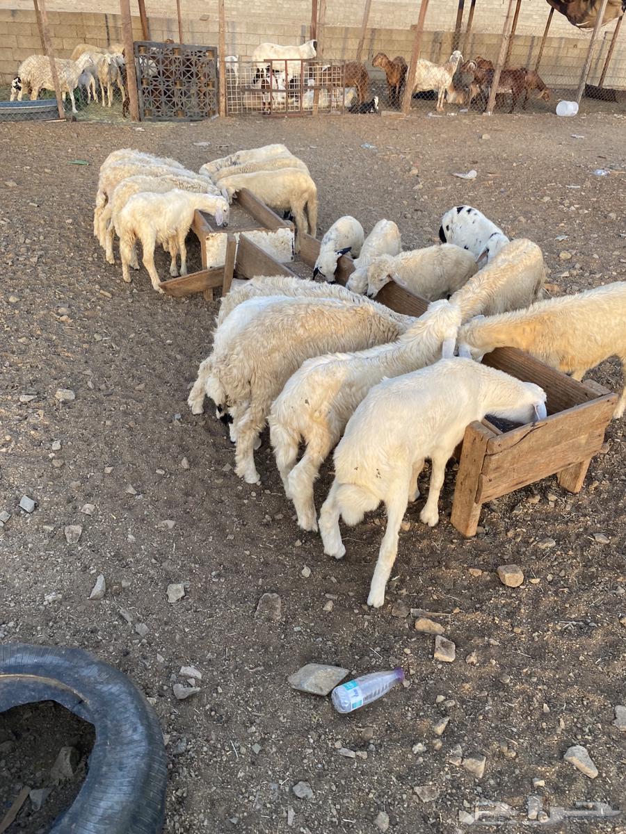 Twenty cows for 69064529698171394110