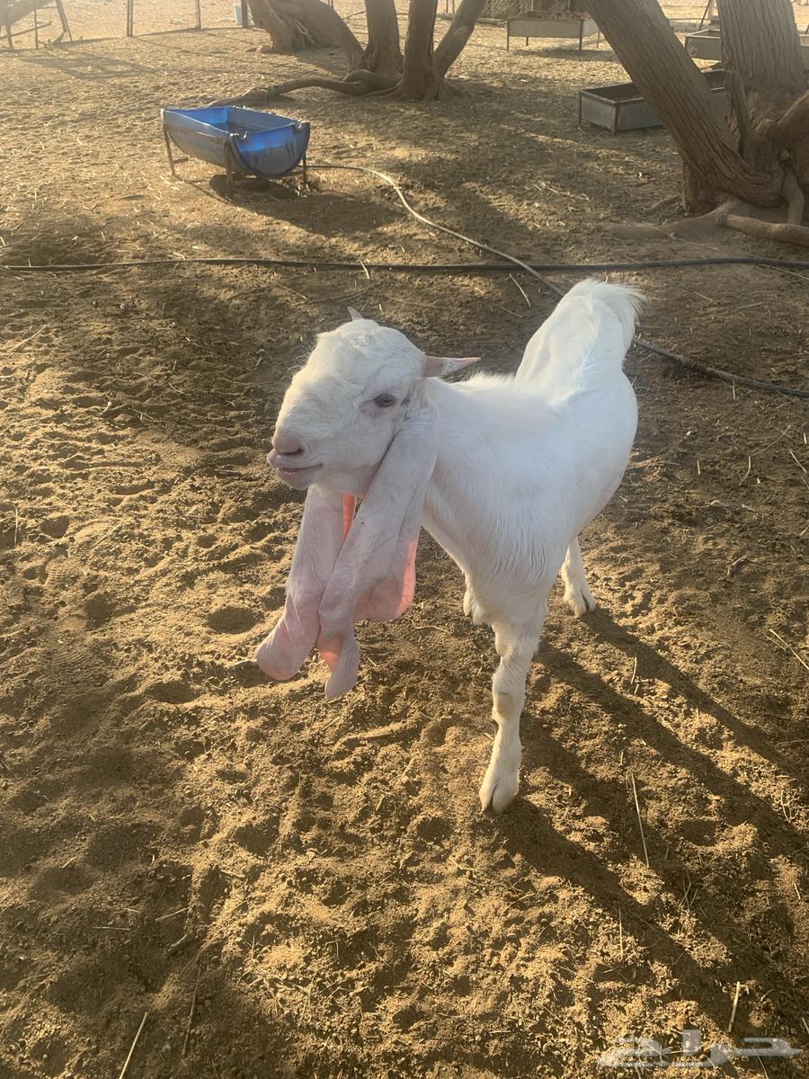 تيس ابيض مشروع فحل64531759584258113