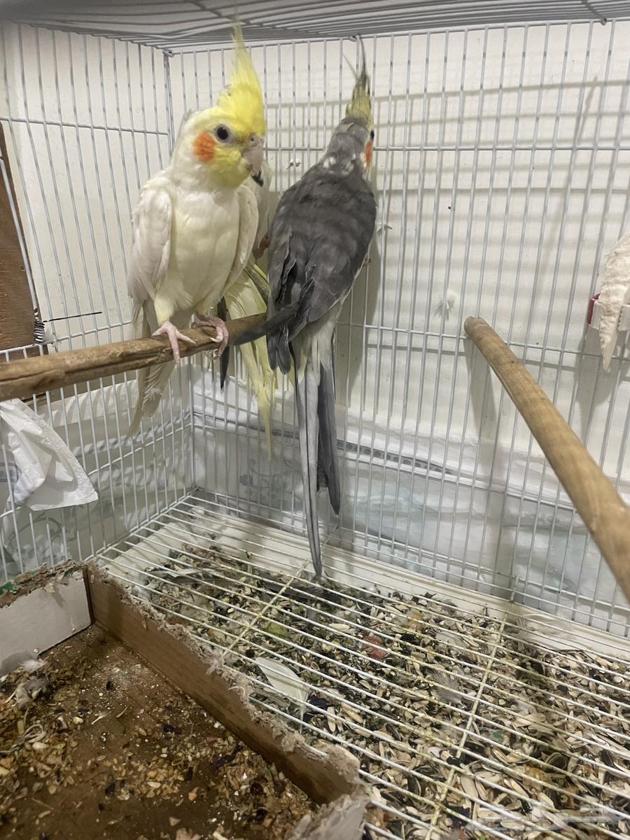 Animals64533190355843114