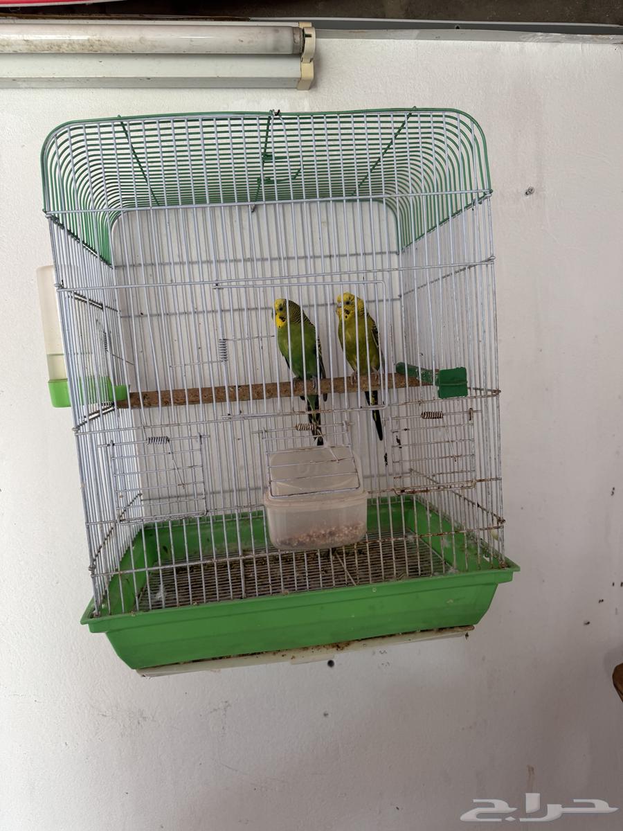 Pair of Budgies64531491139329113