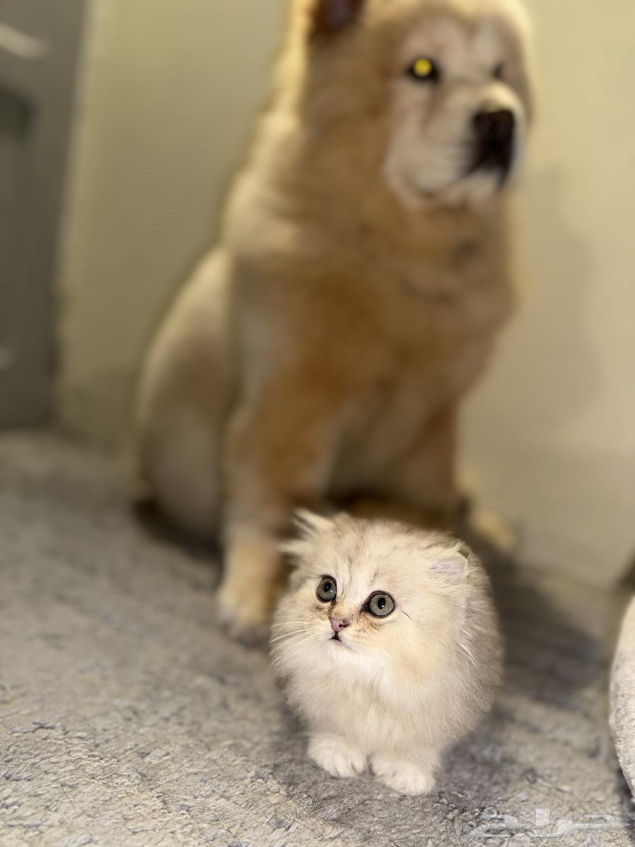 Scottish Fold64530416181634110